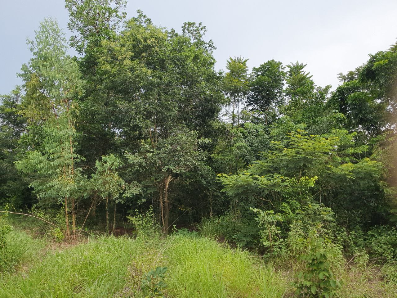 A view of some of the trees we planted in 2016